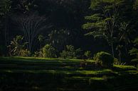 Dromerige Tegalalang rijstveld in Bali van Ellis Peeters thumbnail