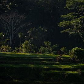 Dromerige Tegalalang rijstveld in Bali van Ellis Peeters