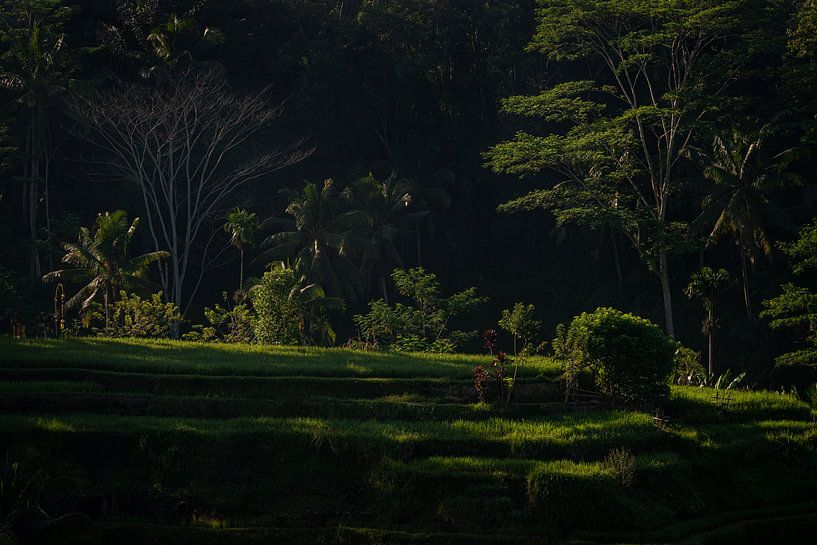 Dromerige Tegalalang rijstveld in Bali van Ellis Peeters