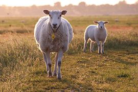 Sheep in the polder by Robin Jongerden
