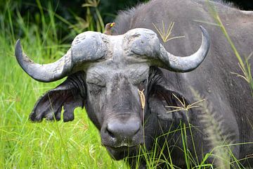 Buffel met ossenpikker