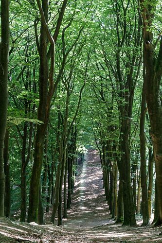 Afdalend het bos in.