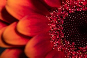 Blickfang: Die leuchtend rot-orangefarbene Gerbera