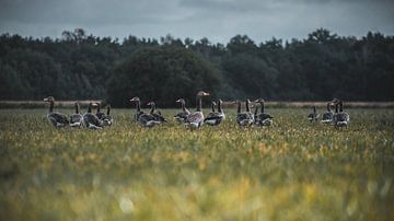 Gans von Bjorn Brekelmans