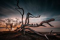 Sleeping trees