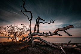 Schlafende Bäume von Sebastian Witt