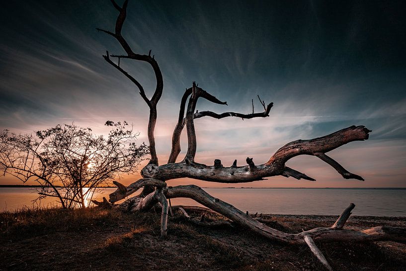 Les arbres qui dorment par Sebastian Witt