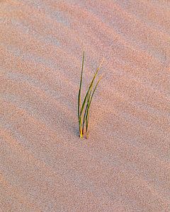 Hochgras in den Dünen, Vlieland