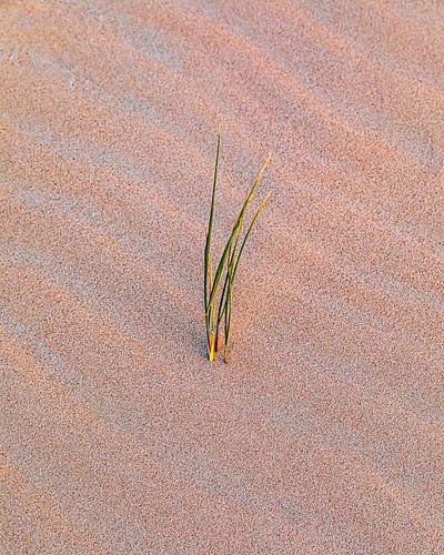 Helmgras in de duinen, Vlieland