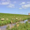 Schafherde beim Pilsumer Leuchtturm in Ostfriesland von Michael Valjak