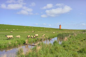 Schaapskudde bij de vuurtoren van Pilsum in Oost-Friesland van Michael Valjak