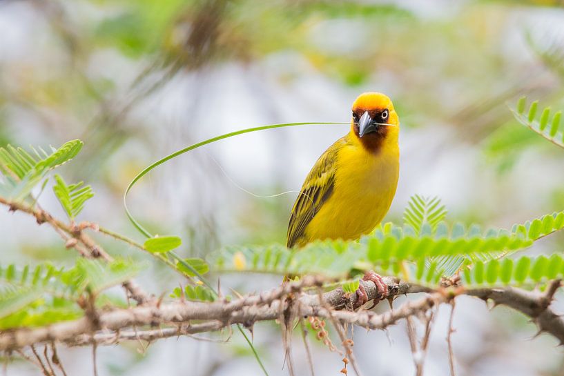 Natuur Afrika | Wever bezig met de aanbouw van zijn nest - Tanzania van Servan Ott