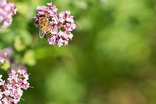 Bij op een bloem die nectar verzamelt