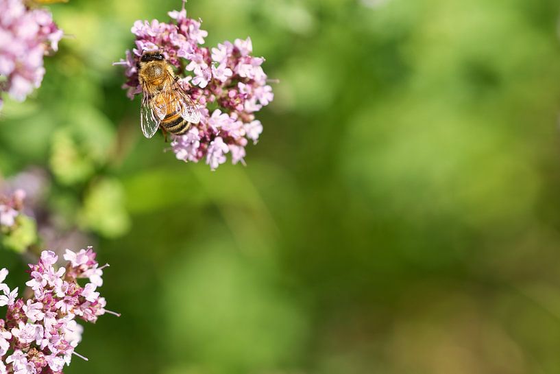 Bee on a flower collecting nectar by Martin Köbsch