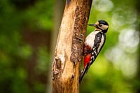 Spotted woodpecker in search of insects
