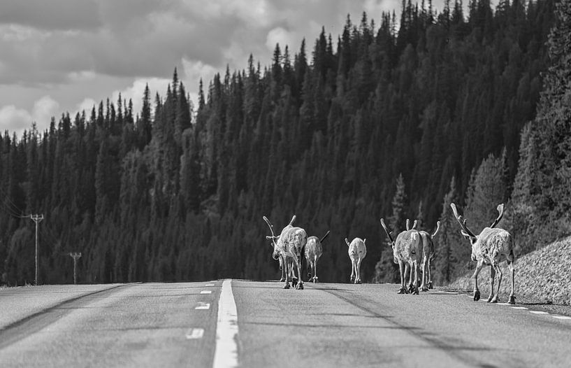 Reindeer on the road (Arvidsjaur) Sweden by Marcel Kerdijk