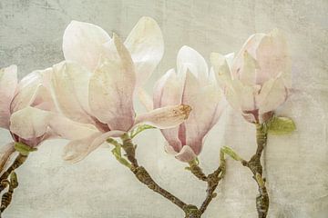 Magnolia. Gros plans sur la nature au pastel. sur Alie Ekkelenkamp