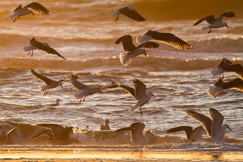 Groep meeuwen vliegend boven de branding