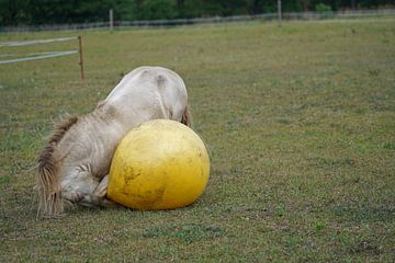 Shetland pony Fredo speelt met de rubberen bal