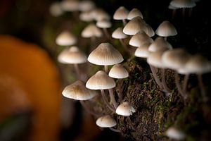 Kleine Wereld op het Bosmos