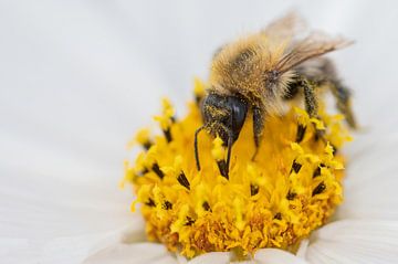 Abeille sur une fleur. sur Marijke van der Ven