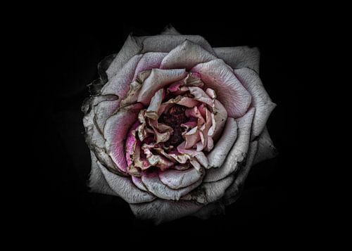 Backyard Flowers No 110 Color Version