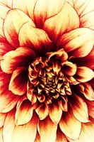 La Dahlia Red