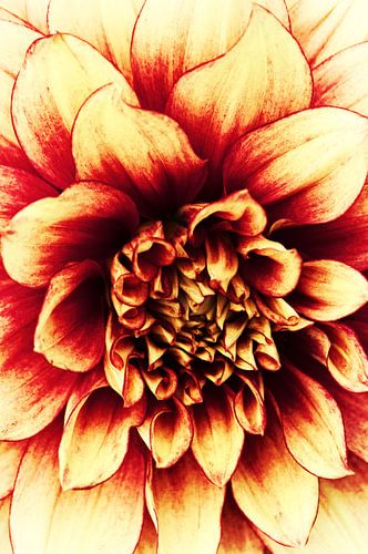 La Dahlia Red