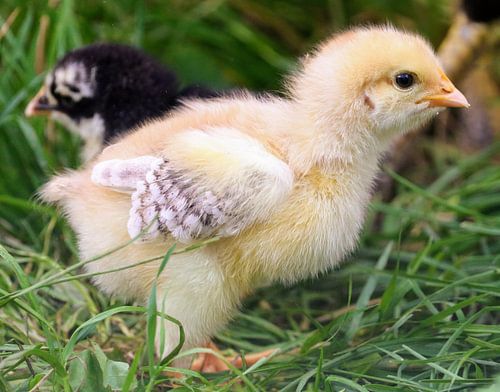 Hallo! Bin ich nicht süß?