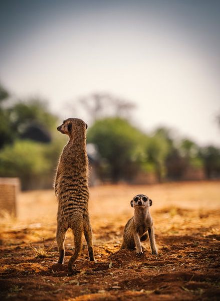 Stokstaart in de Kalahari van Namibië, Afrika van Patrick Groß