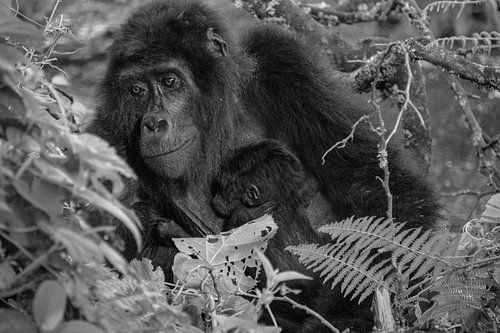 Bébé gorille, Ouganda, noir et blanc