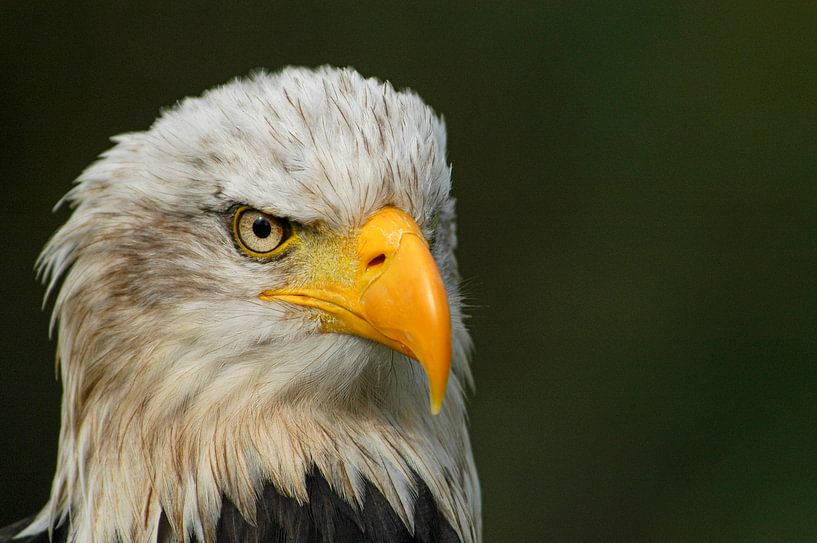 Portrait of a bald eagle. by Michar Peppenster