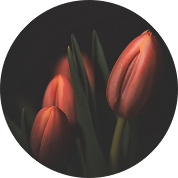 The Three Tulips van Roy IJpelaar