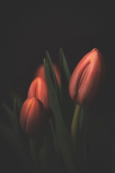 The Three Tulips by Roy IJpelaar