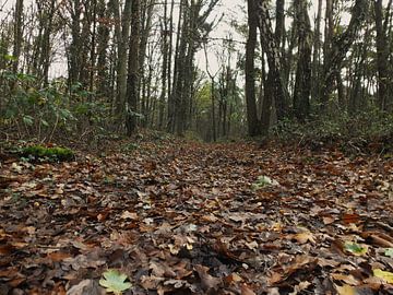 bospad bedekt met bladeren / path covered with leaves sur Pascal Engelbarts