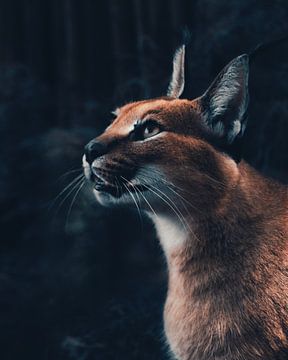 Caracal Cat Africa Fine art by Fotojeanique .
