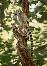 Ringstaartmaki aap lemur