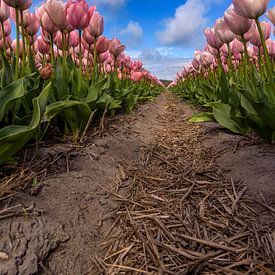 Zwischen den Tulpen von Patrick Herzberg