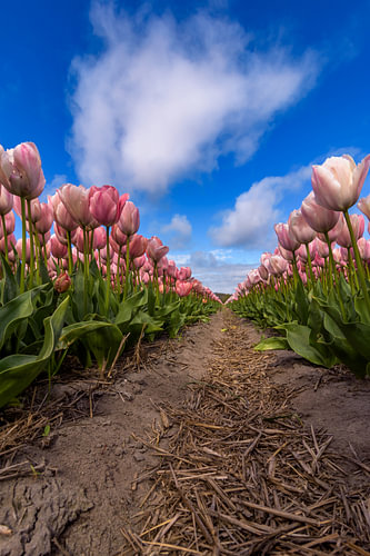 Among the tulips