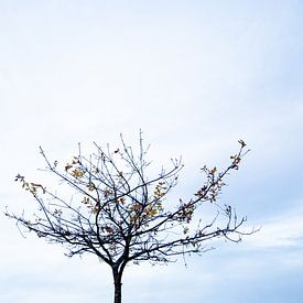 Baum der Hoffnung von Frederieke Knol