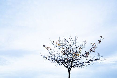 Tree of hope