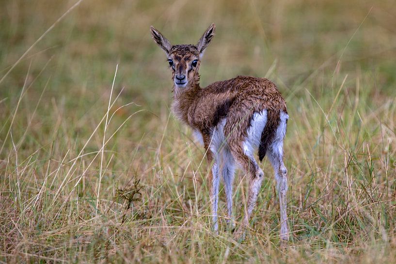 young Thommy by Peter Michel