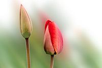 Tulpen vor unscharfen Hintergrund