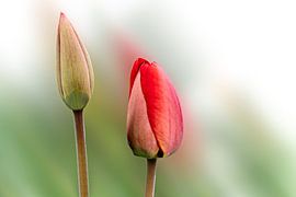Tulpen vor unscharfen Hintergrund von Berthold Ambros
