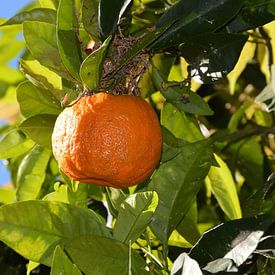 Sinaasappel aan de boom von Kim V