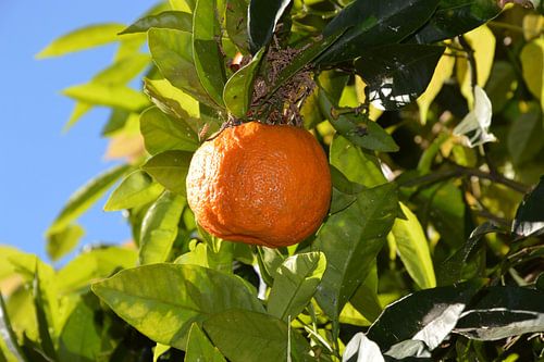 Sinaasappel aan de boom