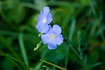 Blauw in de natuur! 