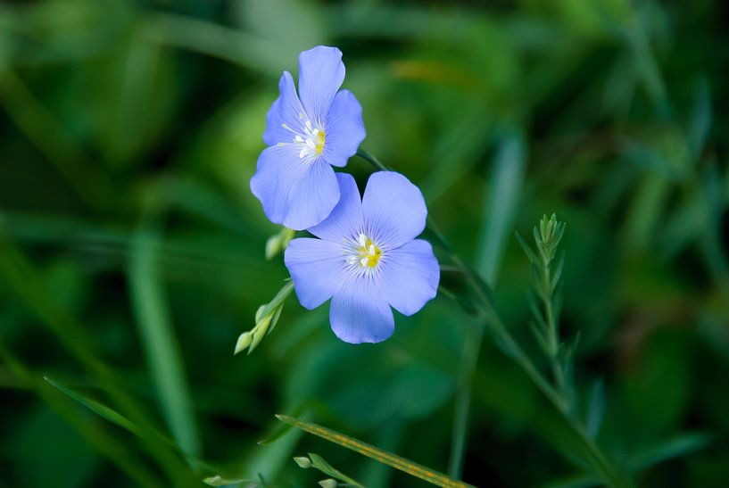 Blauw in de natuur!  van Patricia Dhont