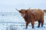 Schotse Hooglander in de sneeuw. van Esther van Engen thumbnail