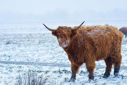 Scottish Highlander in the snow.